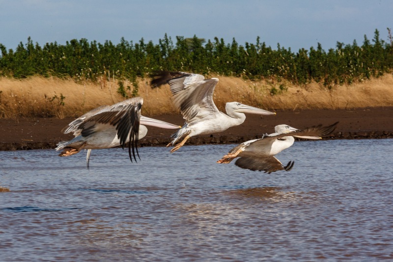 Africa_Omo_Delta_20071004_2543