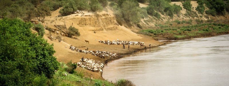 Cattle, goat and sheep come to water at the Omo River.