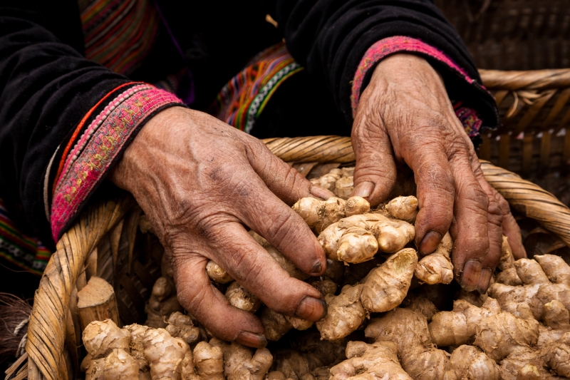 Viet_Bac_Ha_Flower_Hmong_20080307_0593