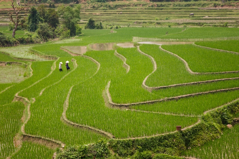 Viet_Nam_Sapa_20080419_0766