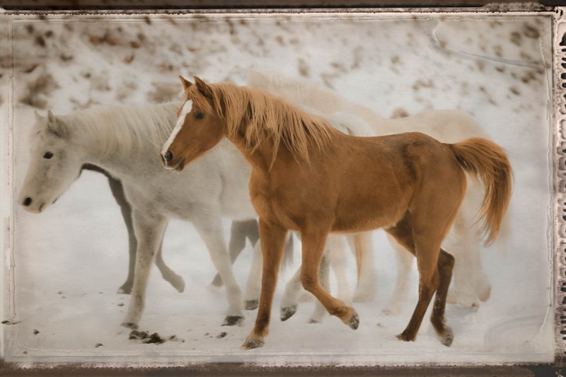 horses-with-boarder2