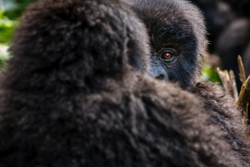 Africa_Kwitonda_Gorilla_Group_20080923_0260