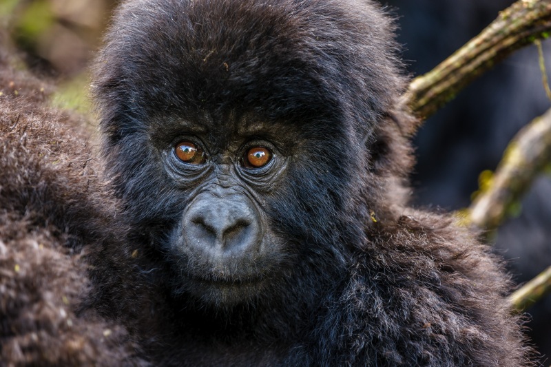 Africa_Kwitonda_Gorilla_Group_20080923_0286