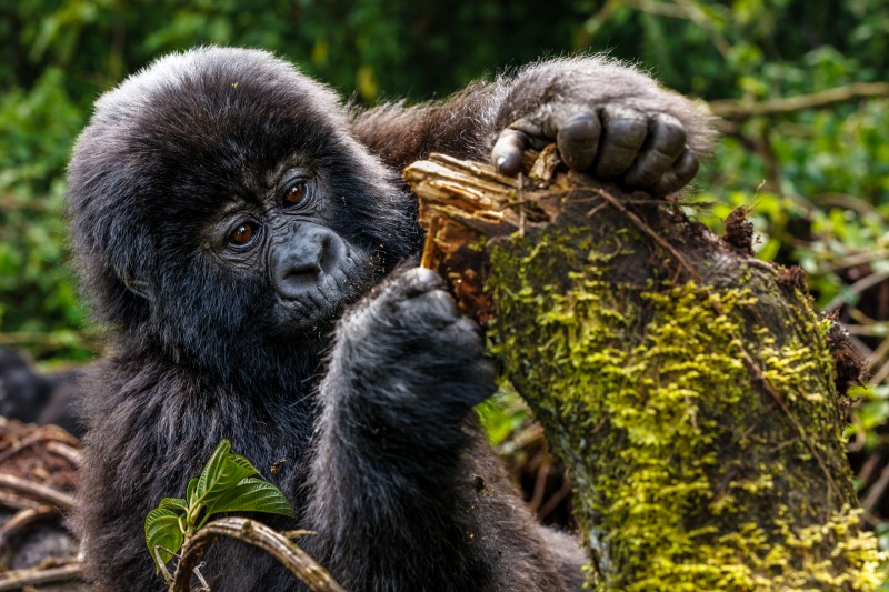 Africa_Kwitonda_Gorilla_Group_20080923_0338