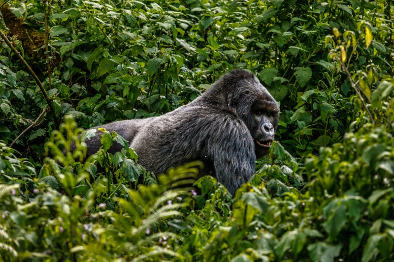 Africa_Kwitonda_Gorilla_Group_20080923_0516