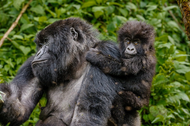 Africa_Kwitonda_Gorilla_Group_20080923_0616