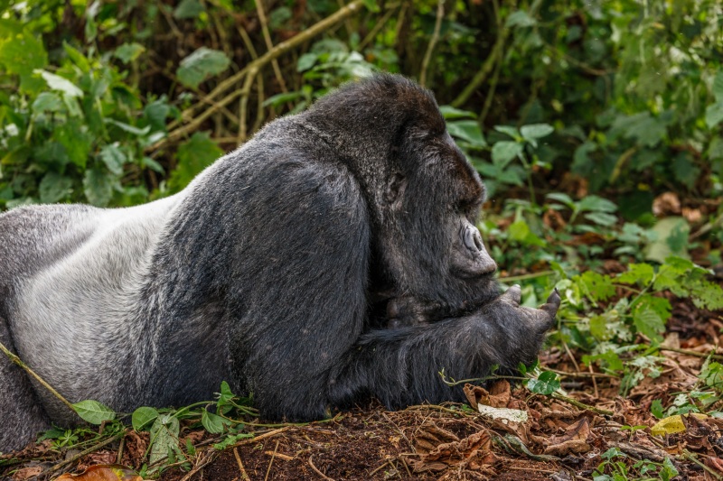 Africa_Kwitonda_Gorilla_Group_20080923_1216