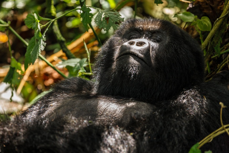 Africa_Kwitonda_Gorilla_Group_20080923_1244