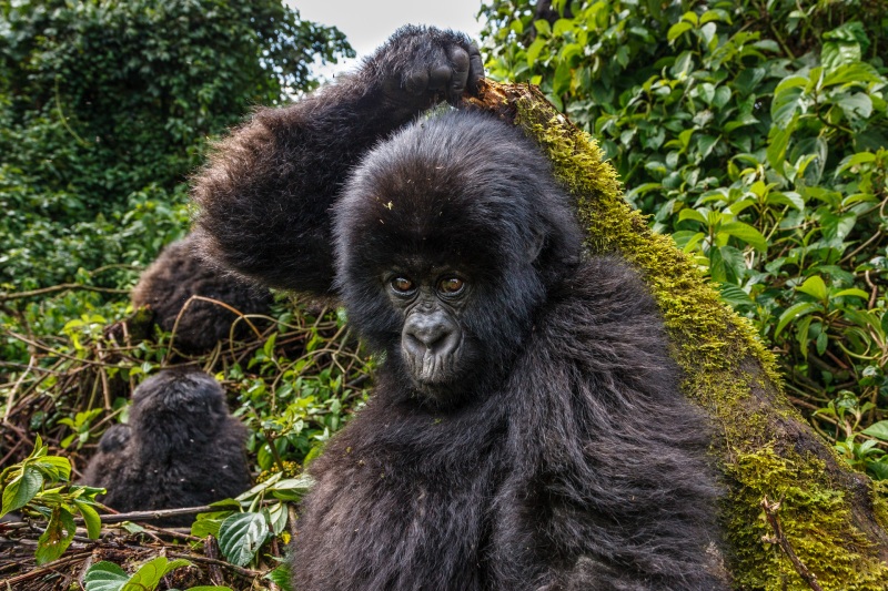 Africa_Kwitonda_Gorilla_Group_20080924_1509