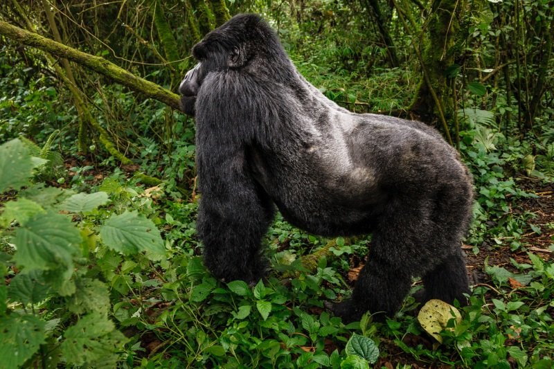 Africa_Kwitonda_Gorilla_Group_20080925_1612