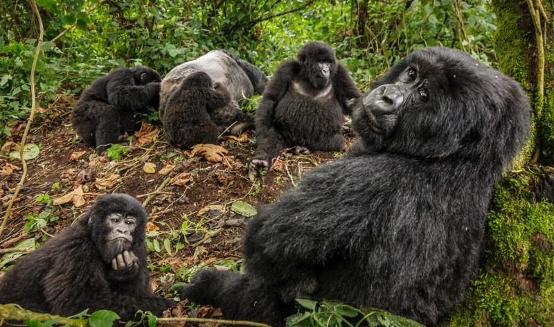 Africa_Kwitonda_Gorilla_Group_20080925_1805