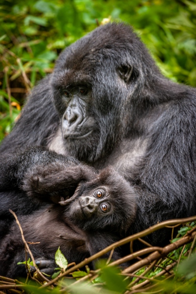 Africa_Rwanda_Gorillas_20061010_0680