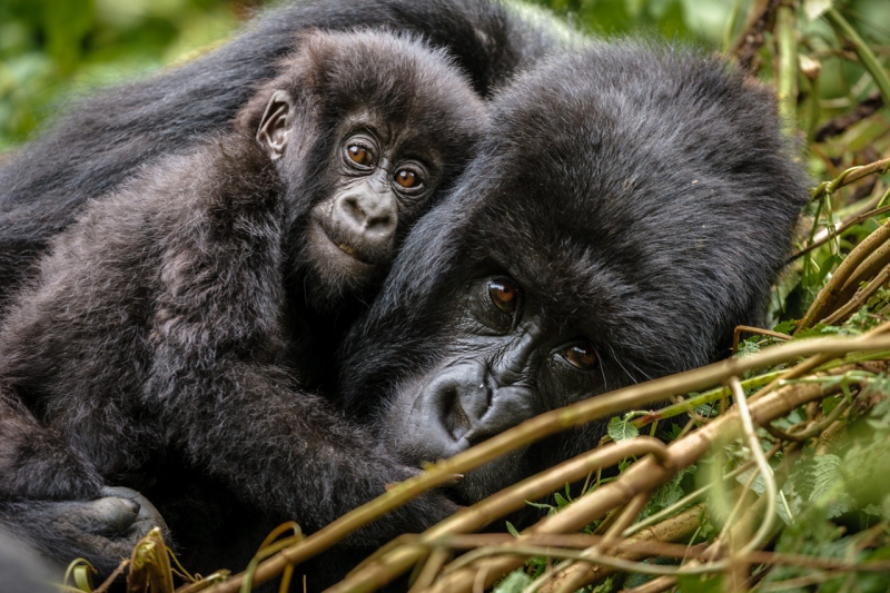 Africa_Rwanda_Gorillas_20061010_1038