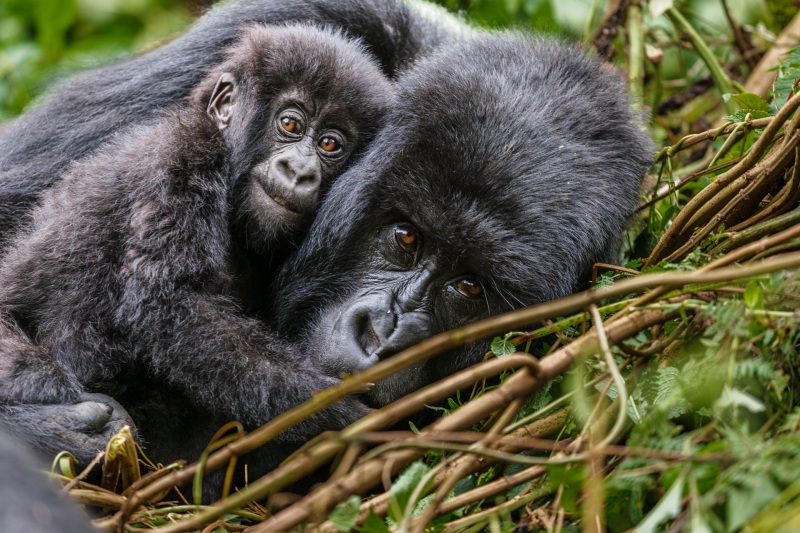 Africa_Rwanda_Gorillas_20061010_1038