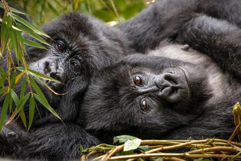 Africa_Rwanda_Gorillas_20061010_1135