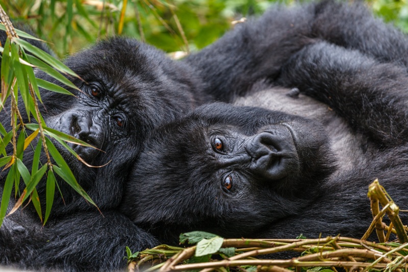 Africa_Rwanda_Gorillas_20061010_1135