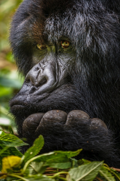 Africa_Rwanda_Gorillas_20061010_1176