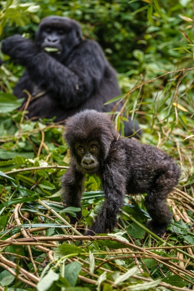 Africa_Rwanda_Gorillas_20061010_1292