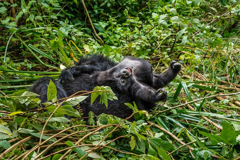 Africa_Rwanda_Gorillas_20061010_1676