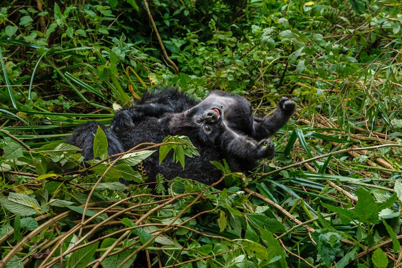 Africa_Rwanda_Gorillas_20061010_1676