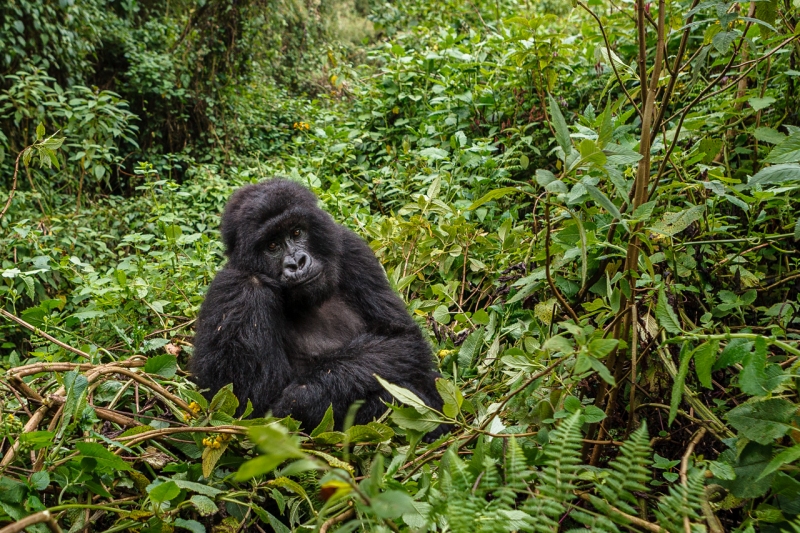 Africa_Rwanda_Gorillas_20061010_1710