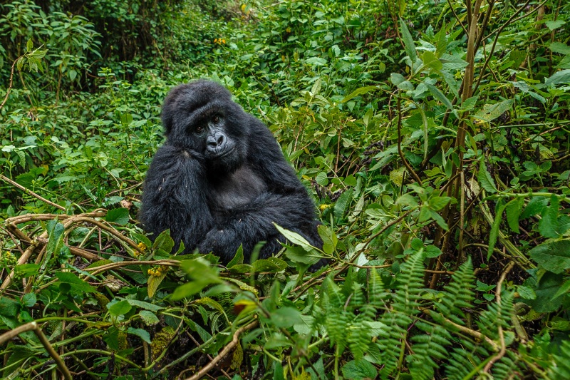 Africa_Rwanda_Gorillas_20061010_1710