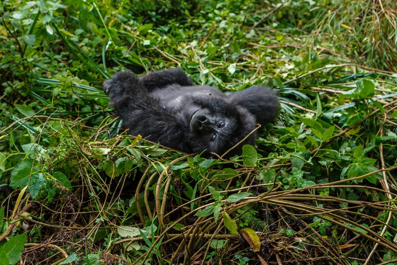 Africa_Rwanda_Gorillas_20061010_1912