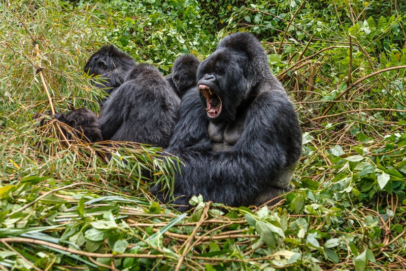 Africa_Rwanda_Gorillas_20061010_2223