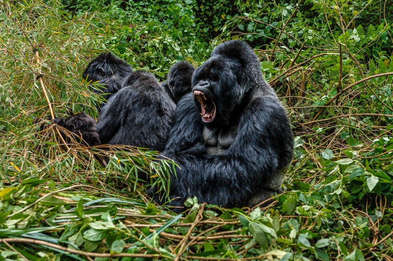 Africa_Rwanda_Gorillas_20061010_2223