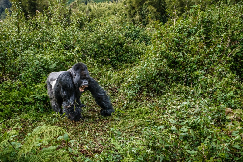 Africa_Rwanda_Gorillas_Twa_Village_20061009_0802