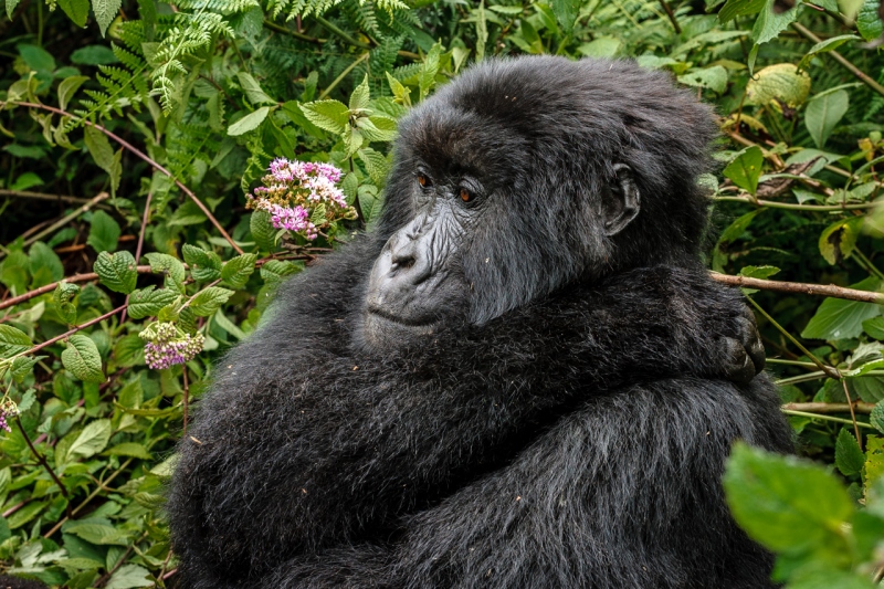 Africa_Rwanda_Gorillas_Twa_Village_20061009_1653