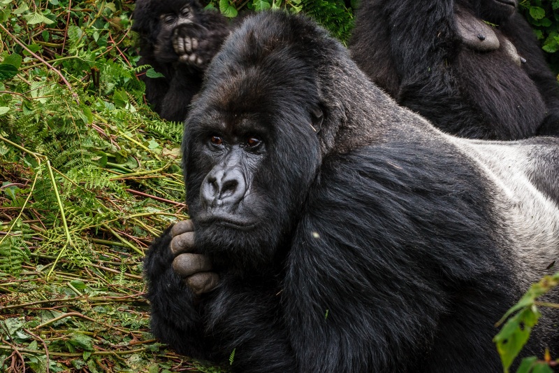 Africa_Rwanda_Gorillas_Twa_Village_20061009_2109