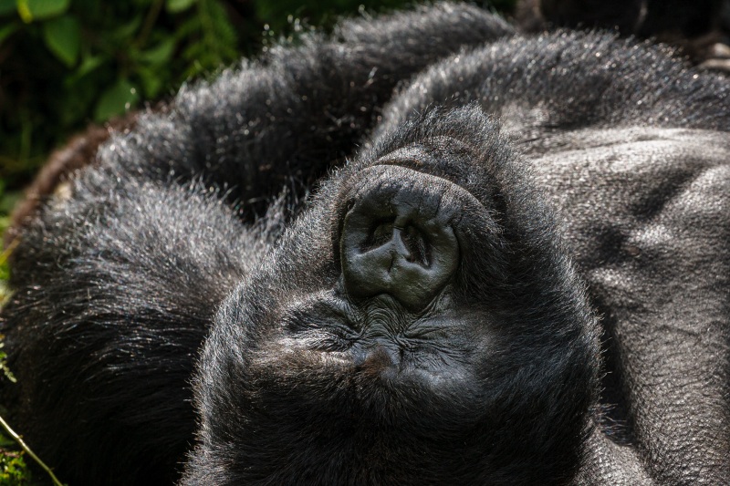 Africa_Rwanda_Gorillas_Twa_Village_20061009_2262