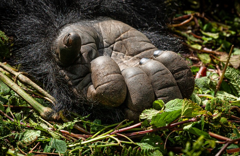 Africa_Rwanda_Gorillas_Twa_Village_20061009_2409