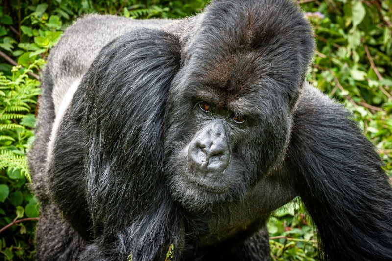 Africa_Rwanda_Gorillas_Twa_Village_20061009_2451