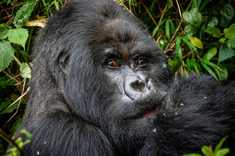 Africa_Rwanda_Gorillas_Twa_Village_20061009_2630