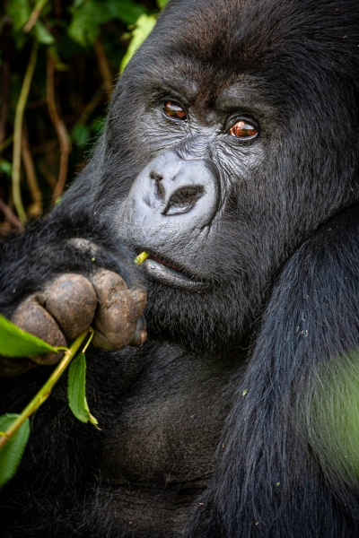 Africa_Rwanda_Gorillas_Twa_Village_20061009_2811