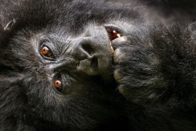 Africa_Rwanda_Gorillas_20061010_1341-Edit