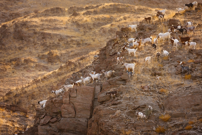 Africa_Namibia_Dunes_Himba_Goats_20081003_0241