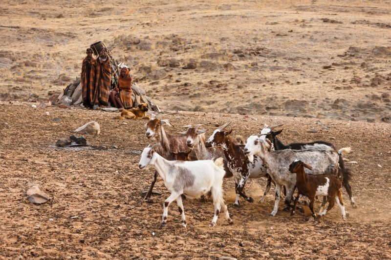 Africa_Namibia_Dunes_Himba_Goats_20081003_0836