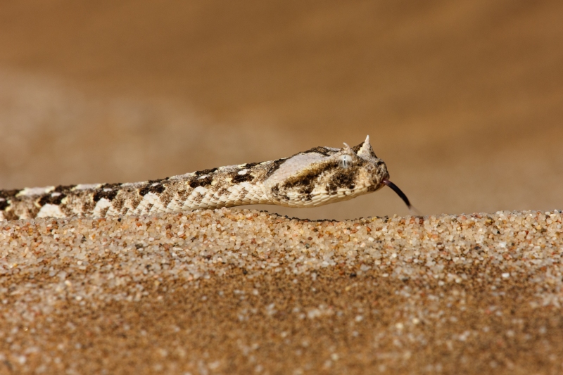 Africa_Namibia_Snakes_20080930_0145