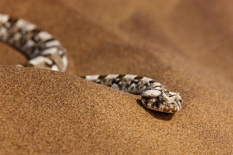 Africa_Namibia_Snakes_20080930_0412