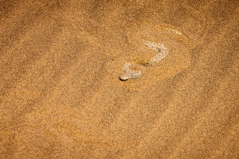 Africa_Namibia_Snakes_20081001_0663