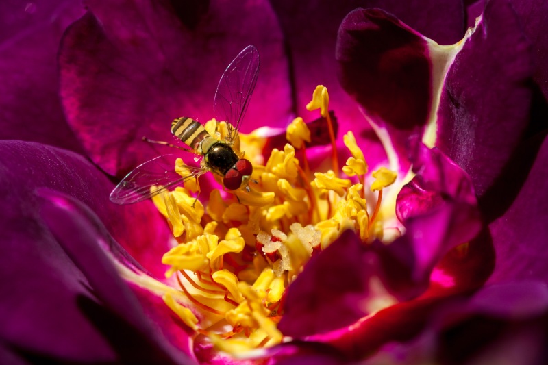 Roses_2009May09_0272