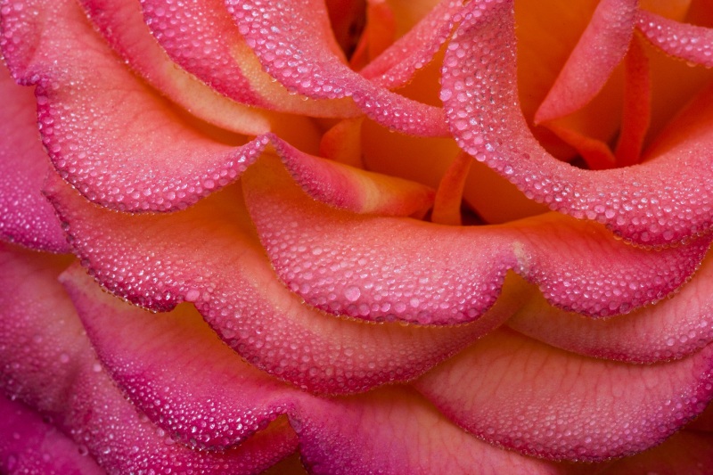 Roses_morning-dew_2009Apr22_0038