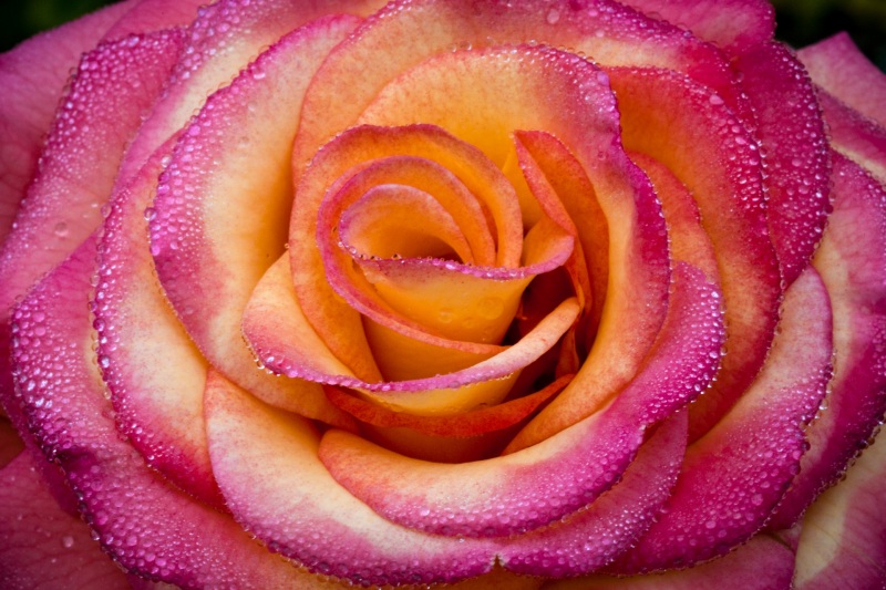 Roses_morning-dew_2009Apr22_0466