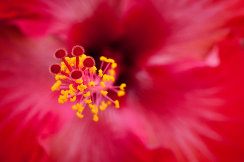 Tahiti_flowers_canoe__2009May20_0492