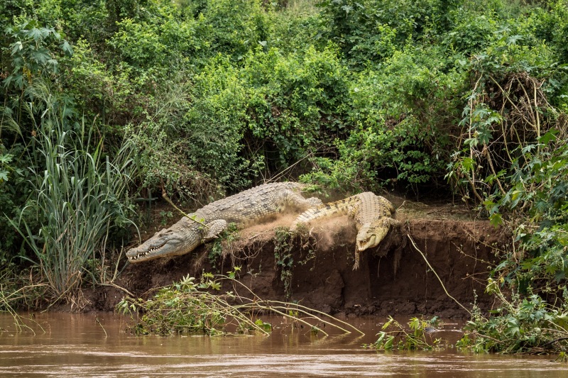 A male and a femal crocidile burst from the bush and into the Omo River for safty.