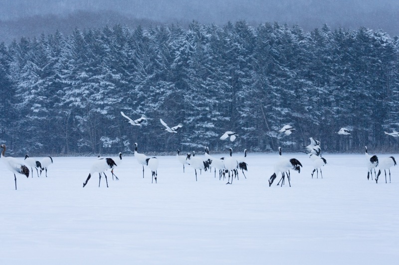 Japan_Hokkaido_Snow_Cranes_20070211_1457