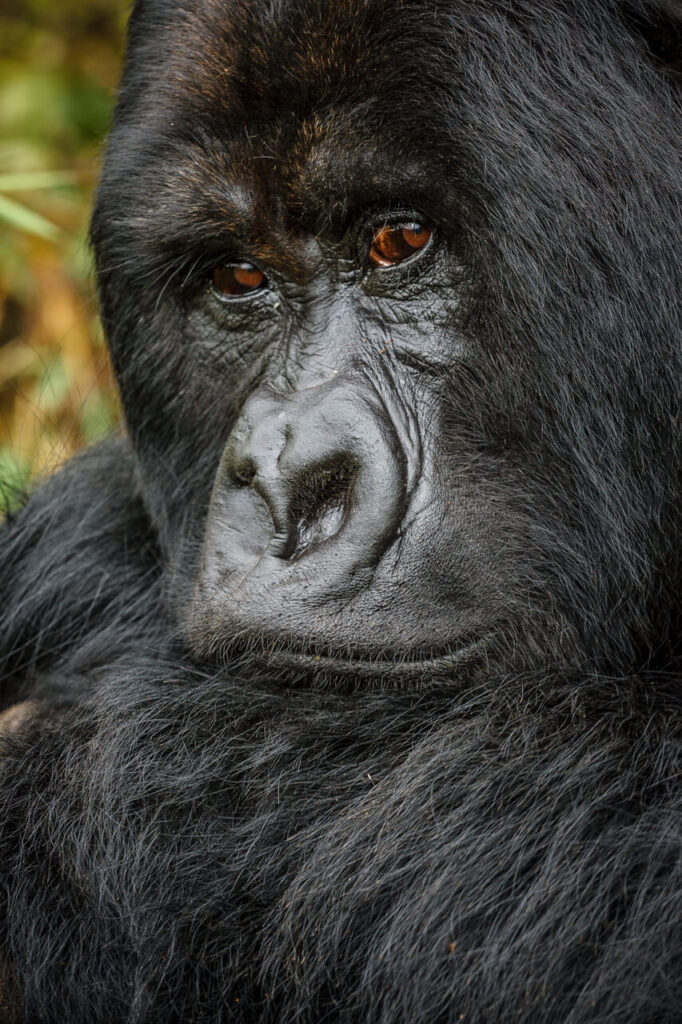 Gorilla Families : Volcanoes National Park, Rwanda